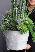 Cacti Saute A, sukulenty z kaktusem w stretchu, wys.70cm