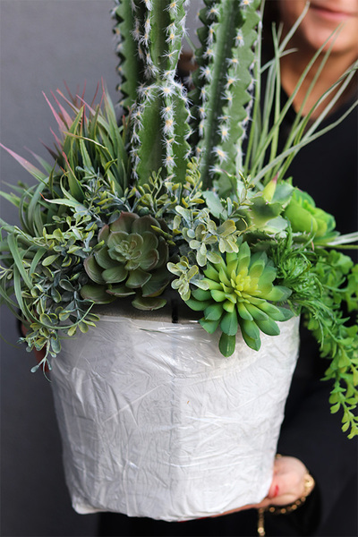 Cacti Saute A, sukulenty z kaktusem w stretchu, wys.70cm