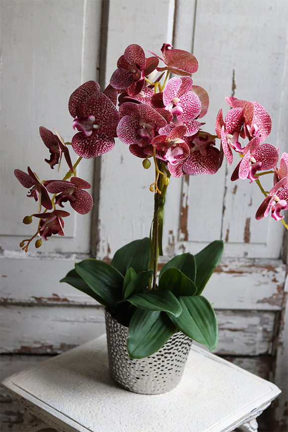 Granada Pudrowa Łuna, gumowy storczyk w srebrnej donicy, wys.65cm