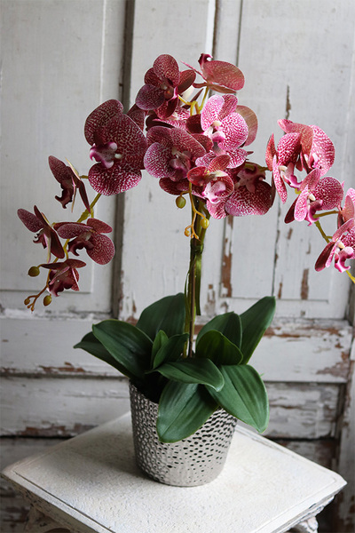 Granada Pudrowa Łuna, gumowy storczyk w srebrnej donicy, wys.65cm