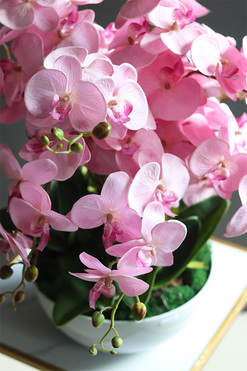 Pink Supreme, storczyk w białej misie, wys.54cm 