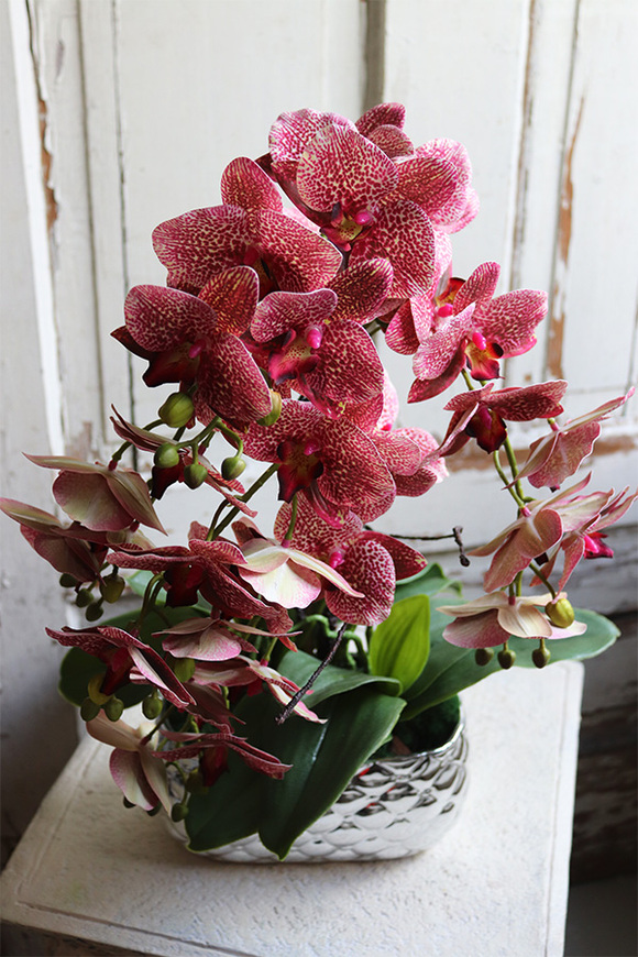 Hedrata Granada, gumowy storczyk w srebrnej donicy, wys.50cm