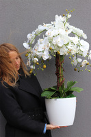 duży storczyk Mediolan Round 5 w białej donicy