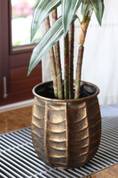 Dracena Bellis, sztuczna roślina w doniczce