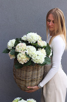 La France A, kompozycja z hortensji w koszu