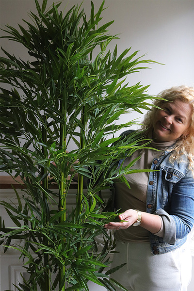 Bambus Fiberglass, sztuczna roślina w czarnej donicy