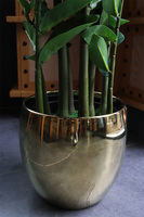 Zamiokulkas Gold, sztuczna roślina w doniczce