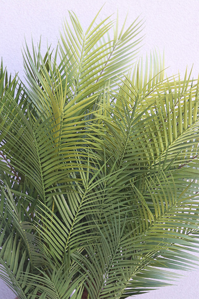 Naturella Haiti, sztuczna palma w donicy, wys.130cm