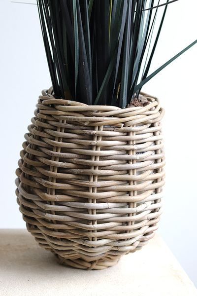 Calladio, trawy z czarnymi kłosami w koszu, wys.85cm