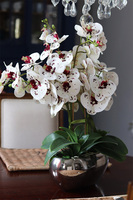 gumowy storczyk w lustrzanej donicy, Kreolisto, wys.68cm