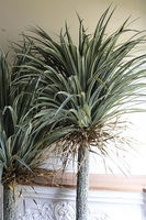 Jukka Rostrata A, sztuczna roślina w donicy na stojaku