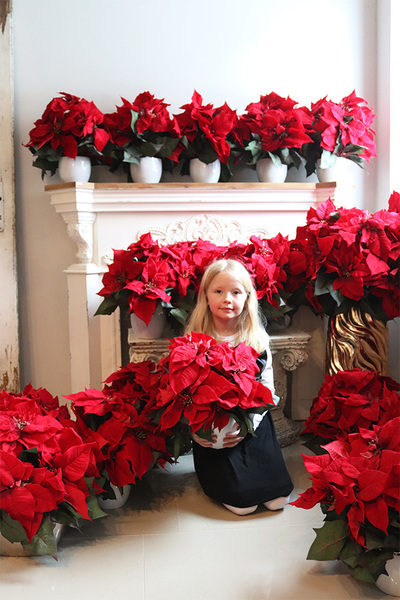 Gwiazda Betlejemska simple, wysokiej jakości sztuczna roślina