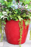 Feretia Modern Classico, kompozycja ze strelicją w czerwonej donicy