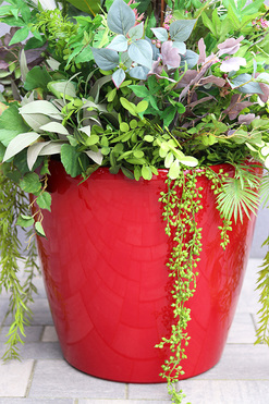 Feretia Modern Classico, kompozycja ze strelicją w czerwonej donicy, wys.135cm 