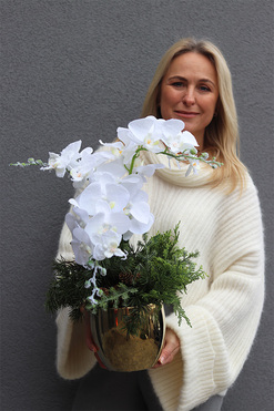 White Snow, elegancki storczyk zimowy, wys.56cm