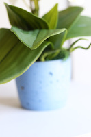 Mini Colors Concrete, sztuczny storczyk w niebieskiej donicy