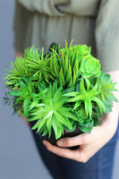 Black Tenamo Figaro, kompozycja sukulenty w donicy, wys.29cm