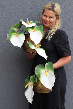 Anturium White, kompozycja kwiatowa z gumowym anturium, wys.34cm