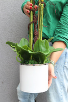 Figaro Huriela, duży storczyk w biało-srebrnej donicy, wys.80cm 