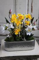 Lusilla, kompozycja wiosenna z żonkilami, wys.38cm