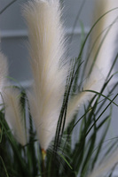 Dania Cube, kompozycja z traw pampasowych w czarnej donicy, wys.118cm