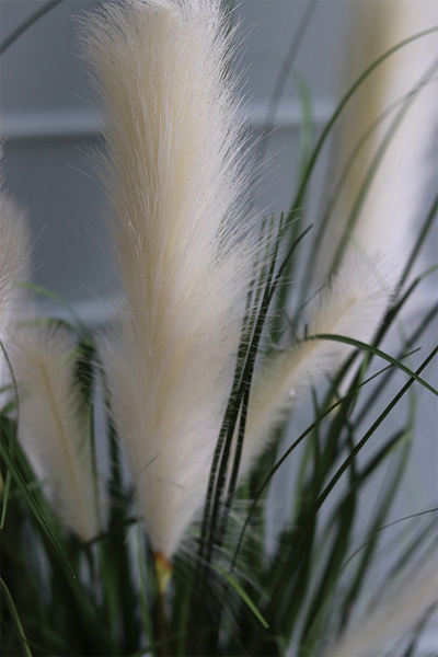 Dania Cube, kompozycja z traw pampasowych w czarnej donicy, wys.118cm