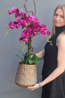 Fuksja Idessa, storczyk w złotej doniczce