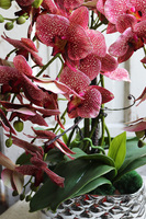 Hedrata Granada, gumowy storczyk w srebrnej donicy, wys.50cm