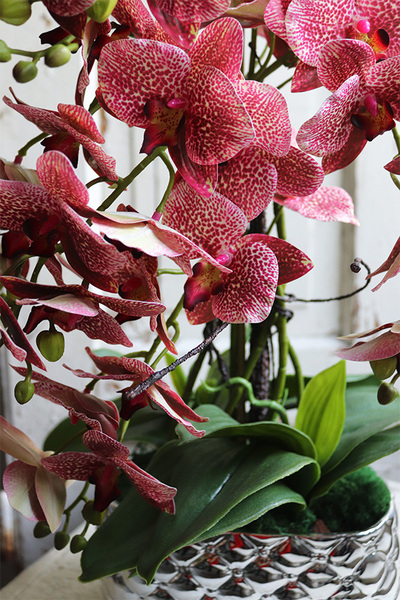 Hedrata Granada, gumowy storczyk w srebrnej donicy, wys.50cm