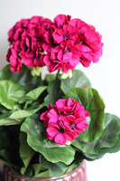 Pelargonie Bosco Pink, kompozycja kwiatowa w wazonie