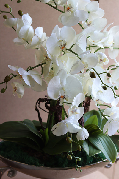 Wilanów, storczyk w pucharze