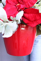 Gwiazda Betlejemska Red in Red2, świąteczna kompozycja