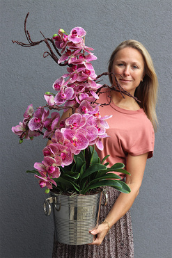 storczyk Pink Cooler France, wys.90cm 