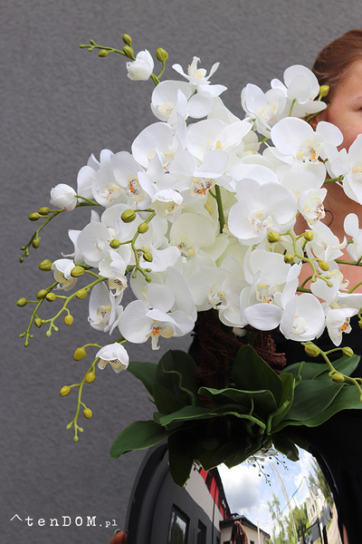 Patras, storczyk w szklanym naczyniu