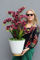 Cherry Tinova, gumowy storczyk w metalowej donicy