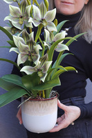 Harlow Pistacio, gumowy storczyk w donicy