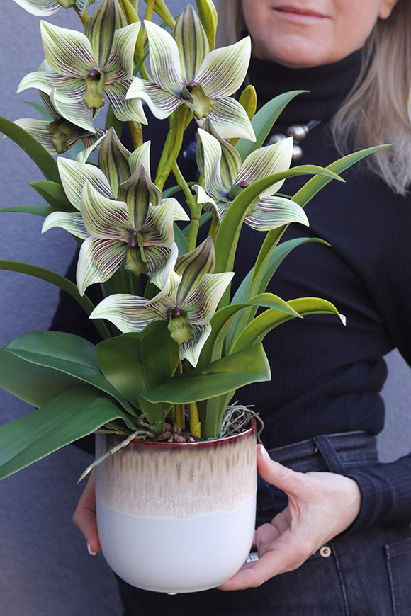 Harlow Pistacio, gumowy storczyk w donicy