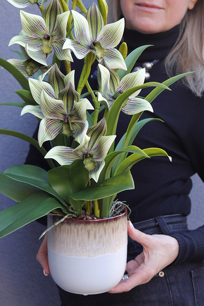 Harlow Pistacio, gumowy storczyk w donicy