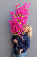 Bugenwilla, sztuczna roślina w doniczce