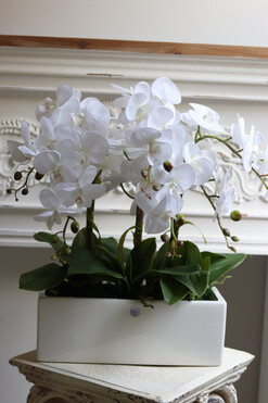 Banerra White&Cream, biały storczyk w prostokątnej donicy, wys.57cm 