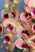 Granada Green, gumowy storczyk w zielonej donicy