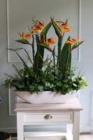 Big Laos Sukulenty & Strelicja, egzotyczna kompozycja w białej donicy, wym.82x75cm