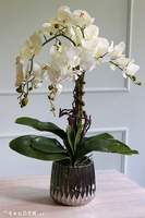 elegancki storczyk w srebrnej donicy glamour, Raja Big, wys.68cm