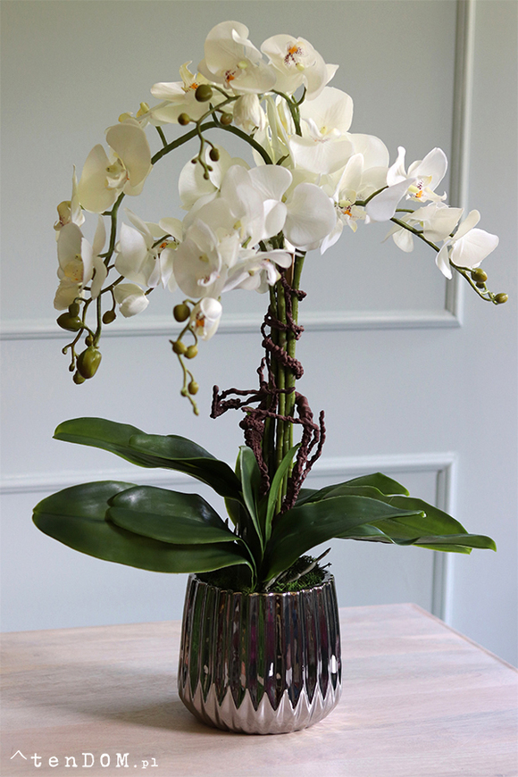 elegancki storczyk w srebrnej donicy glamour, Raja Big, wys.68cm