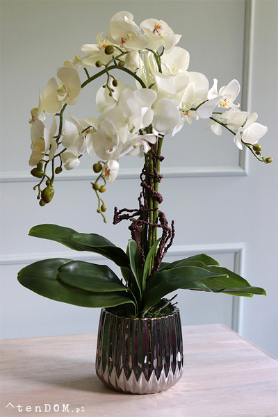elegancki storczyk w srebrnej donicy glamour, Raja Big, wys.68cm