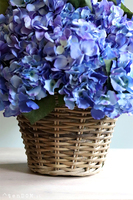 bardzo bogaty kosz hortensji, Blue Provance Azur, wym.52x48cm 