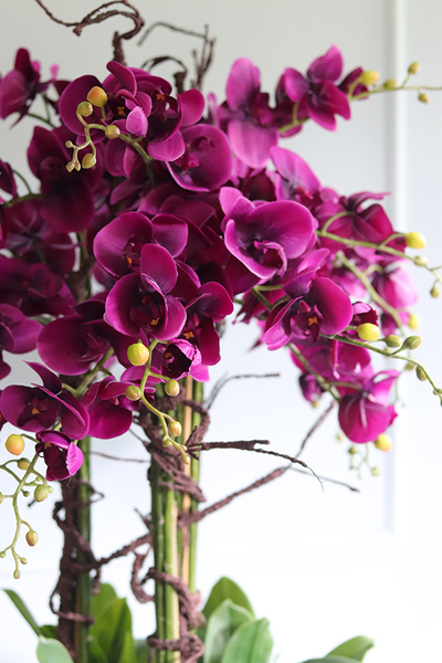 bardzo duży storczyk Grande Belezza Fiolet, wys.100cm 