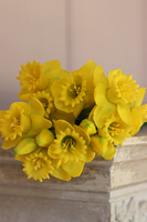 bukiet silikonowych wiosennych żonkili