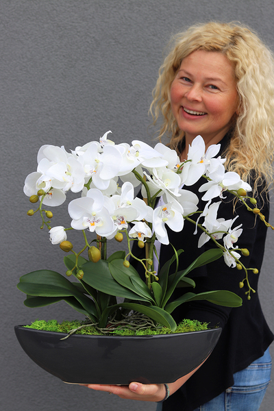 ekskluzywny storczyk Laos w antracytowej donicy, wys.63cm