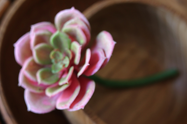 gumowa sztuczna roślina, Sukulent różowy 63,wym.10x20cm